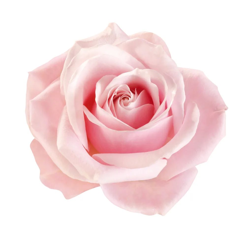 Light-pink,Rose,Blossom,On,White,Background